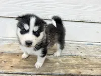 Tank, a male Siberian Husky for sale in Covington, GA – Photo 4 of 10