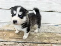 Tank, a male Siberian Husky for sale in Covington, GA – Photo 2 of 10