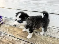 Tank, a male Siberian Husky for sale in Covington, GA – Photo 6 of 10