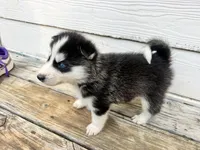 Tank, a male Siberian Husky for sale in Covington, GA – Photo 5 of 10