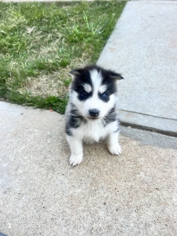 Tank – Siberian Husky puppy for sale in Covington, GA