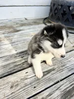 Tank, a male Siberian Husky for sale in Covington, GA – Photo 3 of 10