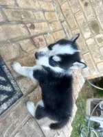 Missy, a female Siberian Husky for sale in Covington, GA – Photo 4 of 8