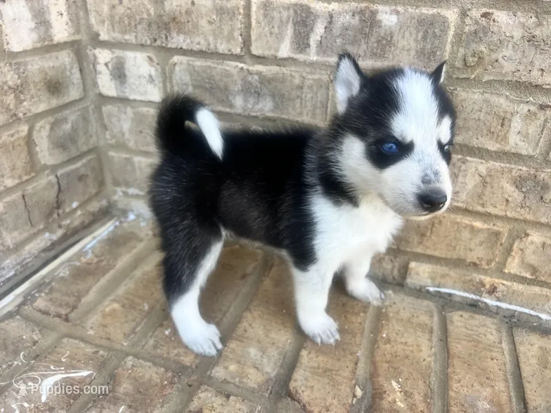 Missy – Siberian Husky puppy for sale in Covington, GA