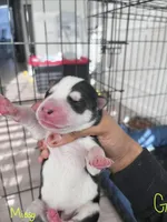 Missy, a female Siberian Husky for sale in Covington, GA – Photo 2 of 8