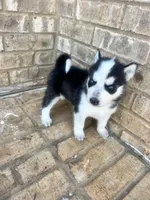 Missy, a female Siberian Husky for sale in Covington, GA – Photo 8 of 8