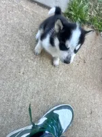 Missy, a female Siberian Husky for sale in Covington, GA – Photo 7 of 8