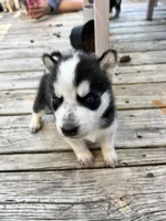 Missy, a female Siberian Husky for sale in Covington, GA – Photo 5 of 8