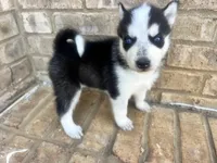 Missy, a female Siberian Husky for sale in Covington, GA – Photo 3 of 8