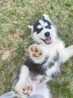 Tank, a male Siberian Husky for sale in Covington, GA – 2 of 7