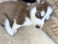 Diesel , a male Siberian Husky for sale in Covington, GA – Photo 5 of 9