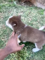 Diesel , a male Siberian Husky for sale in Covington, GA – Photo 8 of 9