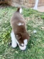 Diesel , a male Siberian Husky for sale in Covington, GA – Photo 9 of 9