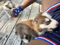 Diesel , a male Siberian Husky for sale in Covington, GA – Photo 2 of 9