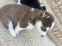 Diesel , a male Siberian Husky for sale in Covington, GA – Photo 4 of 9