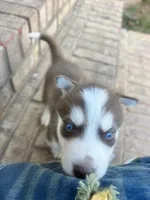 Diesel , a male Siberian Husky for sale in Covington, GA – Photo 3 of 9