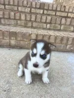 Diesel , a male Siberian Husky for sale in Covington, GA – Photo 7 of 9