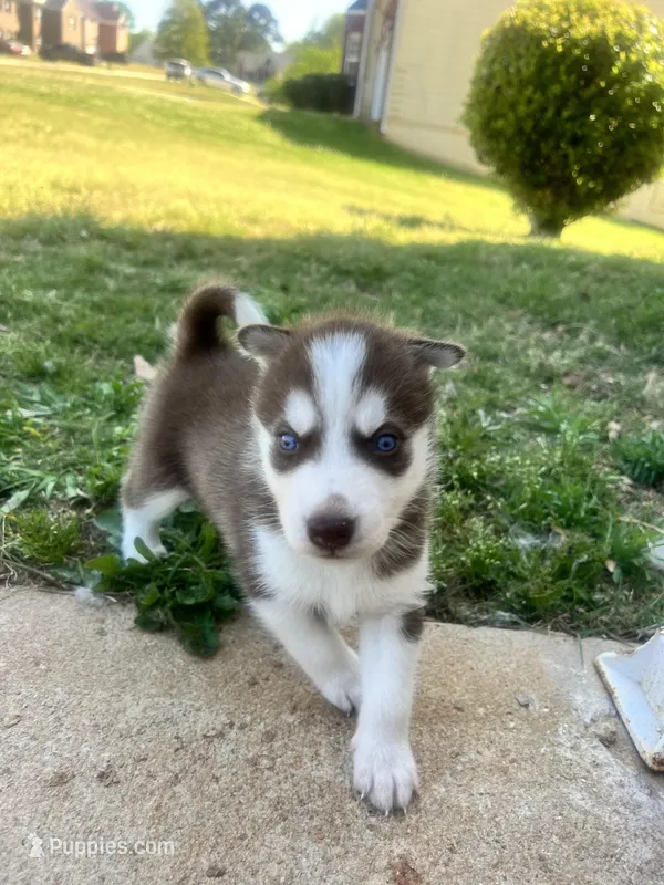 Diesel , a male Siberian Husky for sale in Covington, GA – Photo 1 of 9