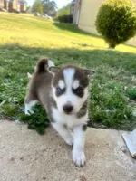 Diesel , a male Siberian Husky for sale in Covington, GA – Photo 1 of 9