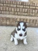 Diesel , a male Siberian Husky for sale in Covington, GA – Photo 6 of 9