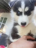 Tank, a male Siberian Husky for sale in Covington, GA – 5 of 7