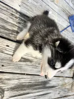 Tank, a male Siberian Husky for sale in Covington, GA – 6 of 7
