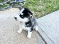 Tank, a male Siberian Husky for sale in Covington, GA – 4 of 7