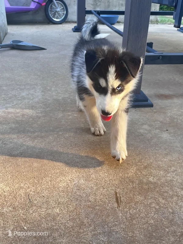 Tank – Siberian Husky puppy for sale in Covington, GA