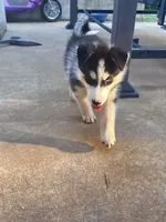 Tank, a male Siberian Husky for sale in Covington, GA – 1 of 7
