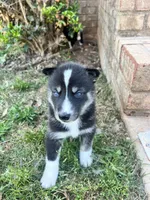Milo, a male Siberian Husky for sale in Covington, GA – Photo 9 of 10