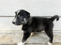 Milo, a male Siberian Husky for sale in Covington, GA – Photo 2 of 5