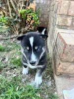 Milo, a male Siberian Husky for sale in Covington, GA – Photo 8 of 10