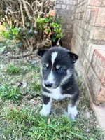 Milo, a male Siberian Husky for sale in Covington, GA – Photo 10 of 10