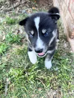 Milo, a male Siberian Husky for sale in Covington, GA – Photo 7 of 10