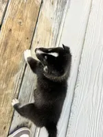 Milo, a male Siberian Husky for sale in Covington, GA – Photo 5 of 5