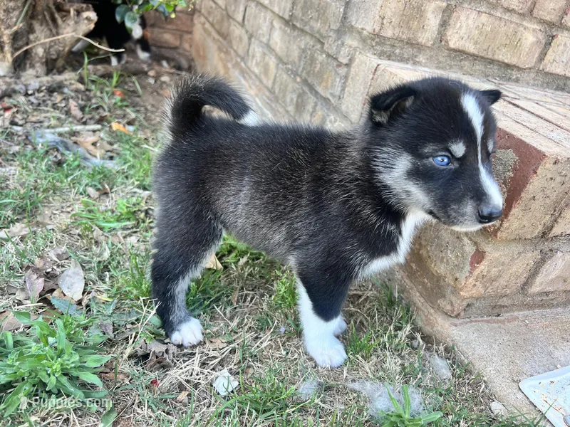 Milo – Siberian Husky puppy for sale in Covington, GA
