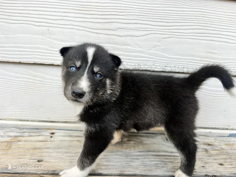 Milo – Siberian Husky puppy for sale in Covington, GA