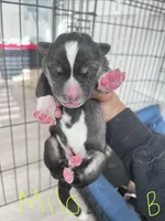 Milo, a male Siberian Husky for sale in Covington, GA – Photo 3 of 5