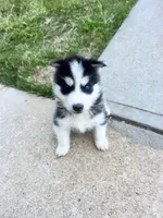 Tank, a male Siberian Husky for sale in Covington, GA – 7 of 7