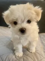 Gracie , a female Maltese for sale in Northport, ME – Photo 2 of 9