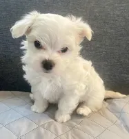 Gracie , a female Maltese for sale in Northport, ME – Photo 4 of 9