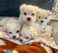 Gracie , a female Maltese for sale in Northport, ME – Photo 3 of 9