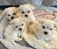 Gracie , a female Maltese for sale in Northport, ME – Photo 6 of 9