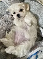 Gracie , a female Maltese for sale in Northport, ME – Photo 9 of 9