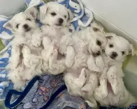 Gracie , a female Maltese for sale in Northport, ME – Photo 7 of 9