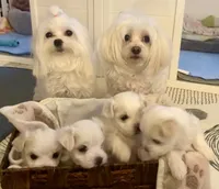 Gracie , a female Maltese for sale in Northport, ME – Photo 5 of 9