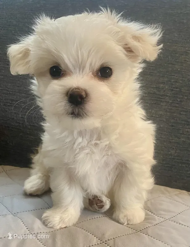 Gracie  – Maltese puppy for sale in Northport, ME