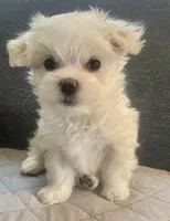 Gracie , a female Maltese for sale in Northport, ME – Photo 1 of 9