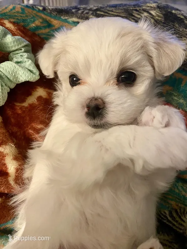 Daisy – Maltese puppy for sale in Northport, ME