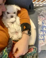 Daisy, a female Maltese for sale in Northport, ME – Photo 2 of 9